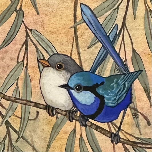 Splendid Fairy Wren Pair - Spring 2025