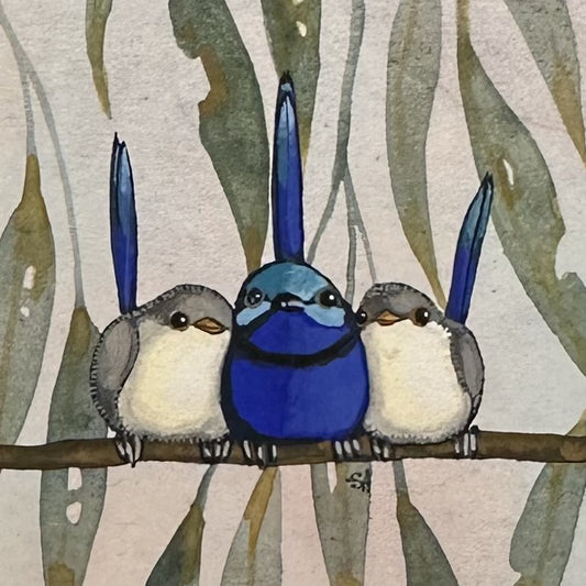 Splendid Fairy Wren Trio White Background - Spring 2025