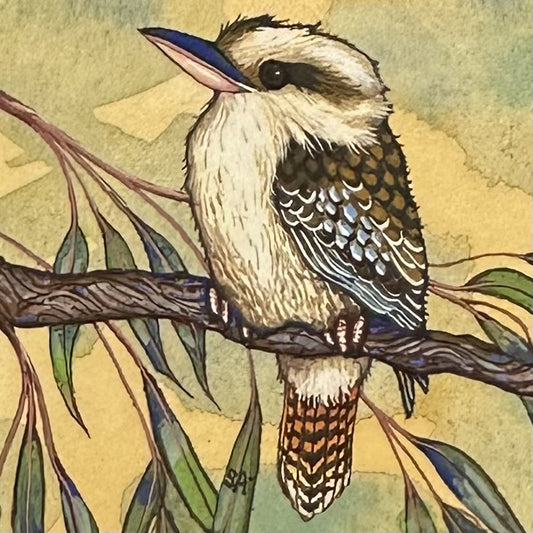 Kookaburra - Spring 2025