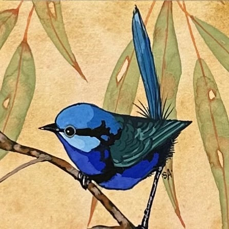 Splendid Fairy Wren Looking Left - Spring 2025