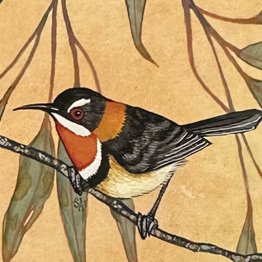 Western Spinebill - Spring 2025