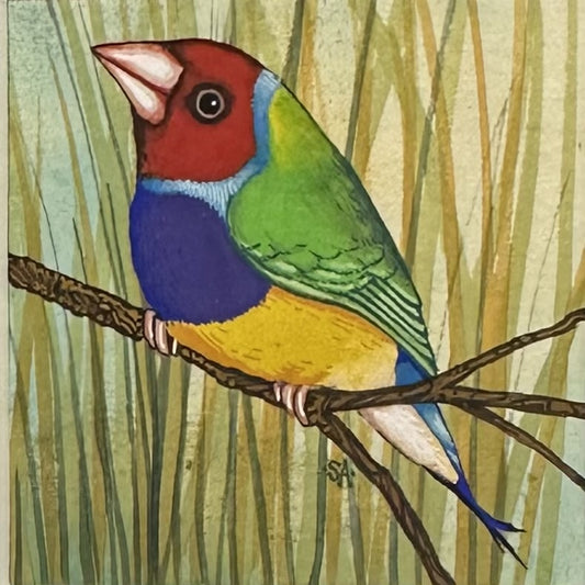 Gouldian Finch - Spring 2025