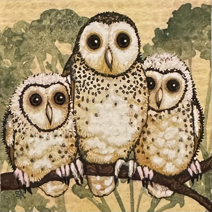 Barn Owl - Spring 2025