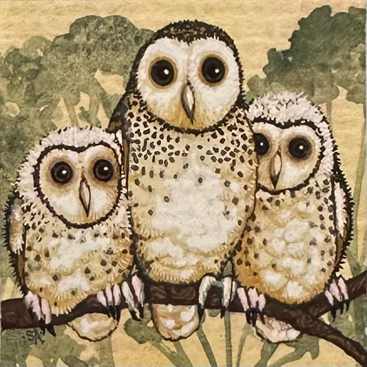 Barn Owl - Spring 2025