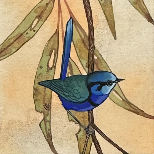 Splendid Fairy Wren Looking Right - Spring 2025