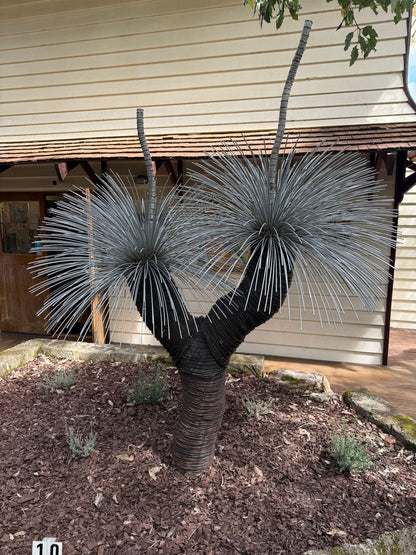 Grass Tree XIX