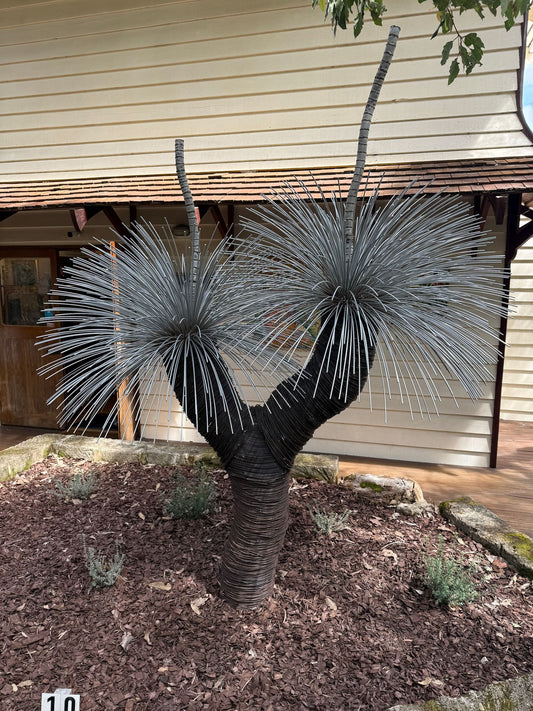 Grass Tree XIX