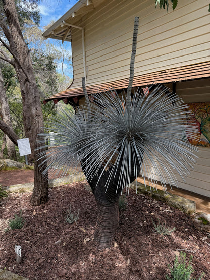 Grass Tree XIX