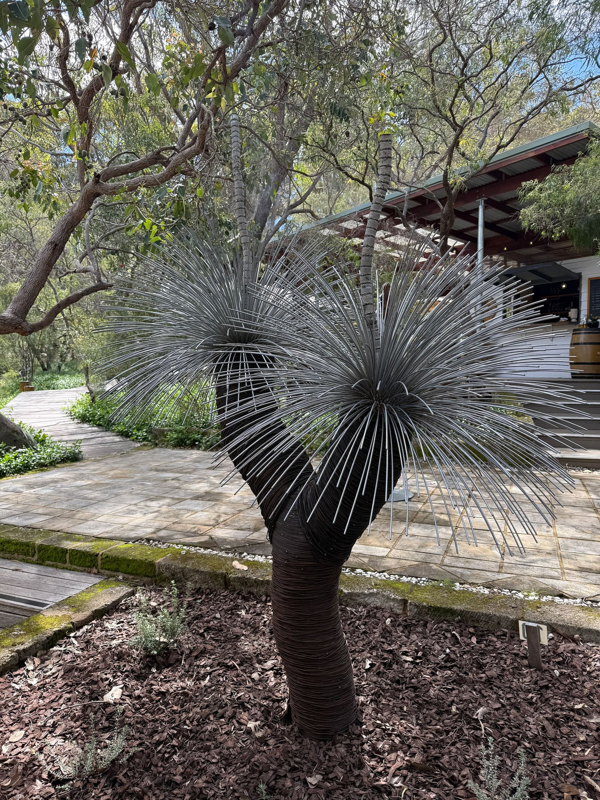 Grass Tree XIX