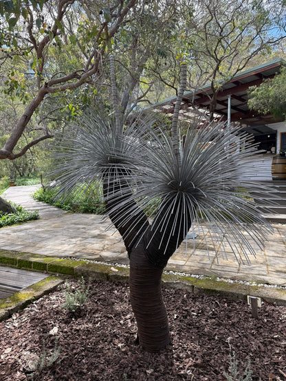 Grass Tree XIX