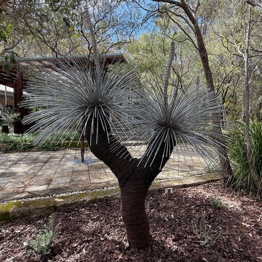 Grass Tree XIX