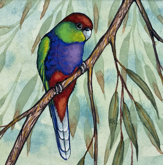 Red Capped Parrot - Spring II 2025