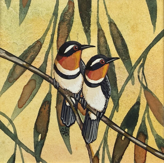 Western Spinebill - Spring II 2025