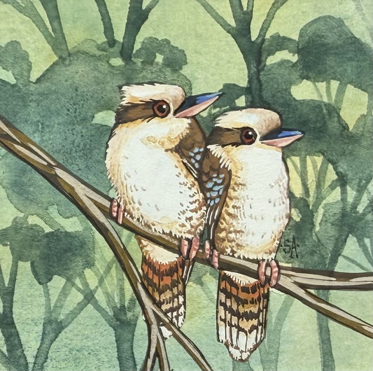 Kookaburra II - Spring II 2025