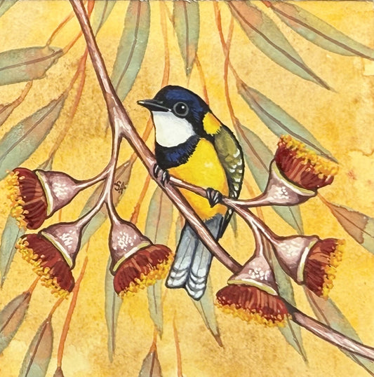 Golden Whistler - Spring II 2025