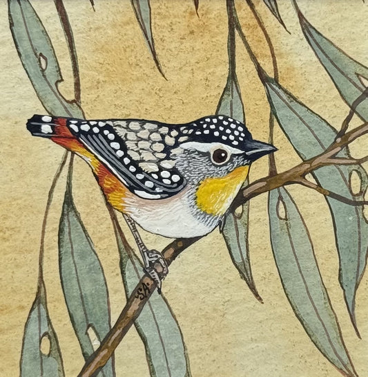 Spotted Pardalote - Spring II 2025