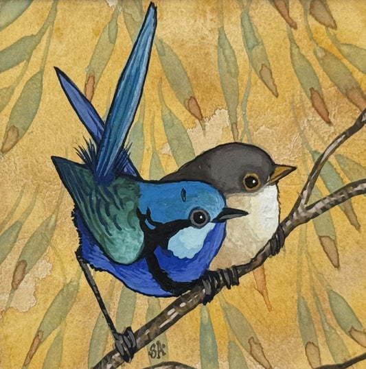 Splendid Fairy Wrens Pair - Spring II 2025