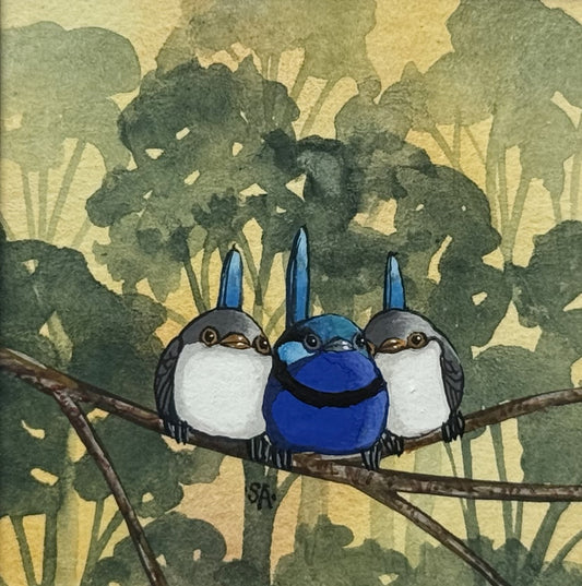 Splendid Fairy Wrens Trio 2 - Spring II 2025