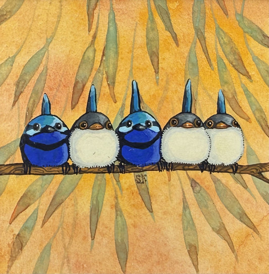 Splendid Fairy Wrens 5 - Spring II 2025