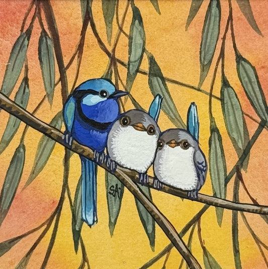 Splendid Fairy Wrens Trio - Spring II 2025