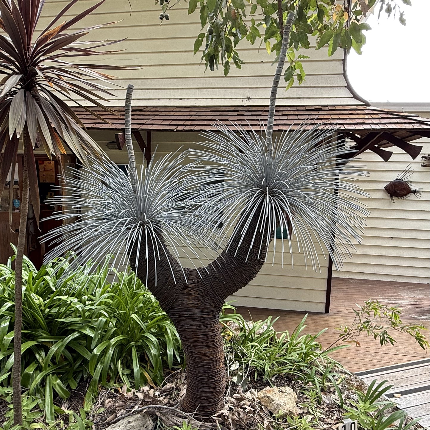 Grass Tree XII