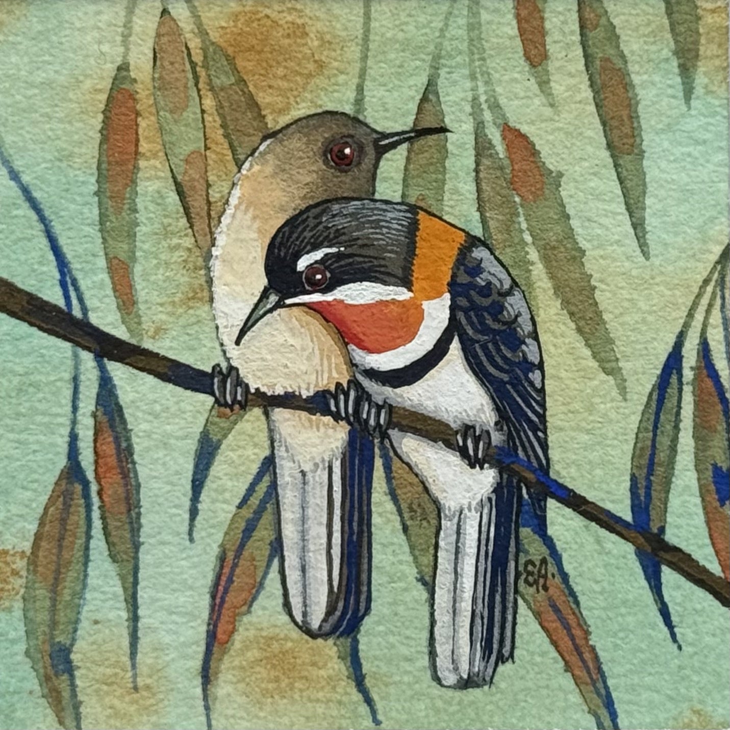 Western Spinebill II - Summer 2025