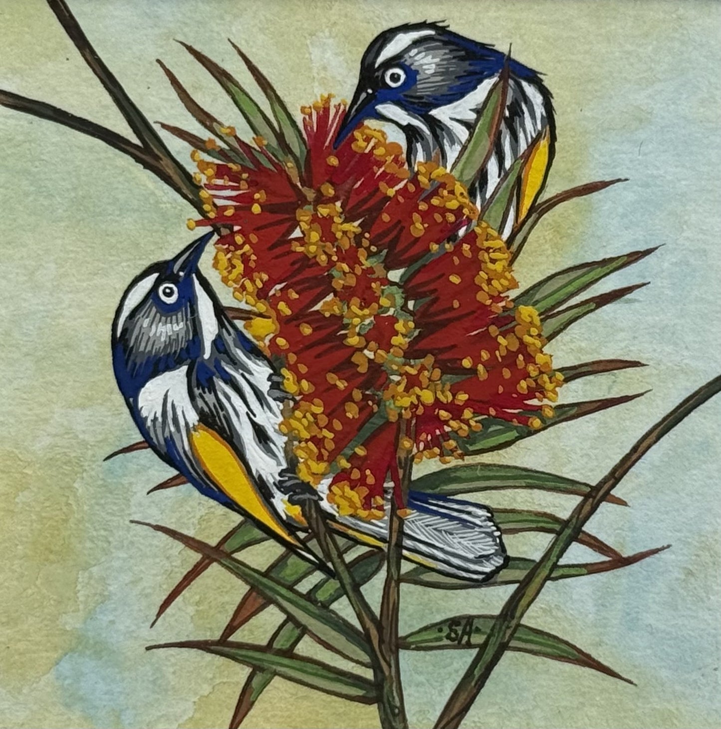 New Holland Honeyeater - Summer 2025