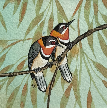 Western Spinebill - Summer 2025