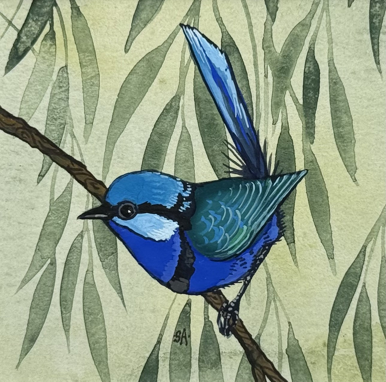 Splendid Fairy Wren Trio - Summer 2025