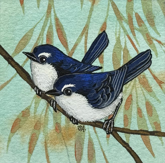 Willy WagTail Pair - Summer 2025