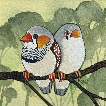 Zebra Finch - Summer 2025