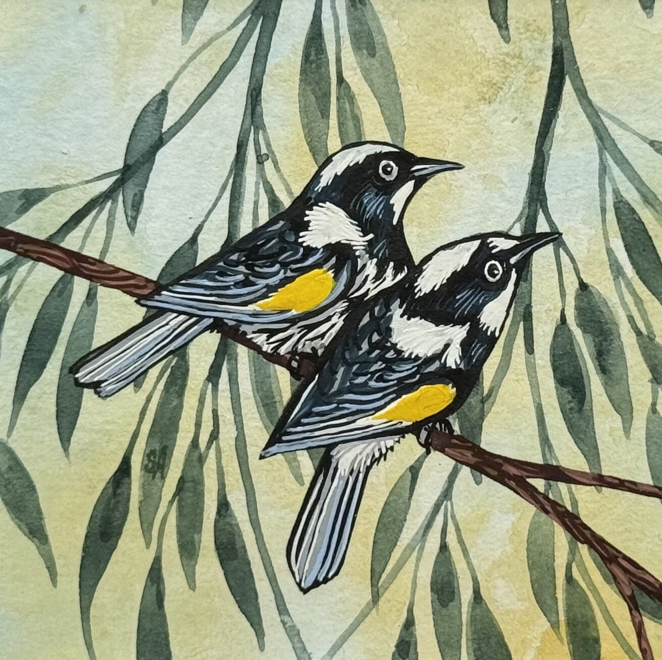 New Holland Honeyeater II - Summer 2026