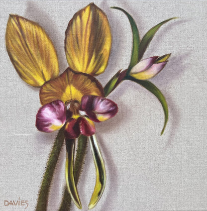 Dunsborough Donkey Orchid