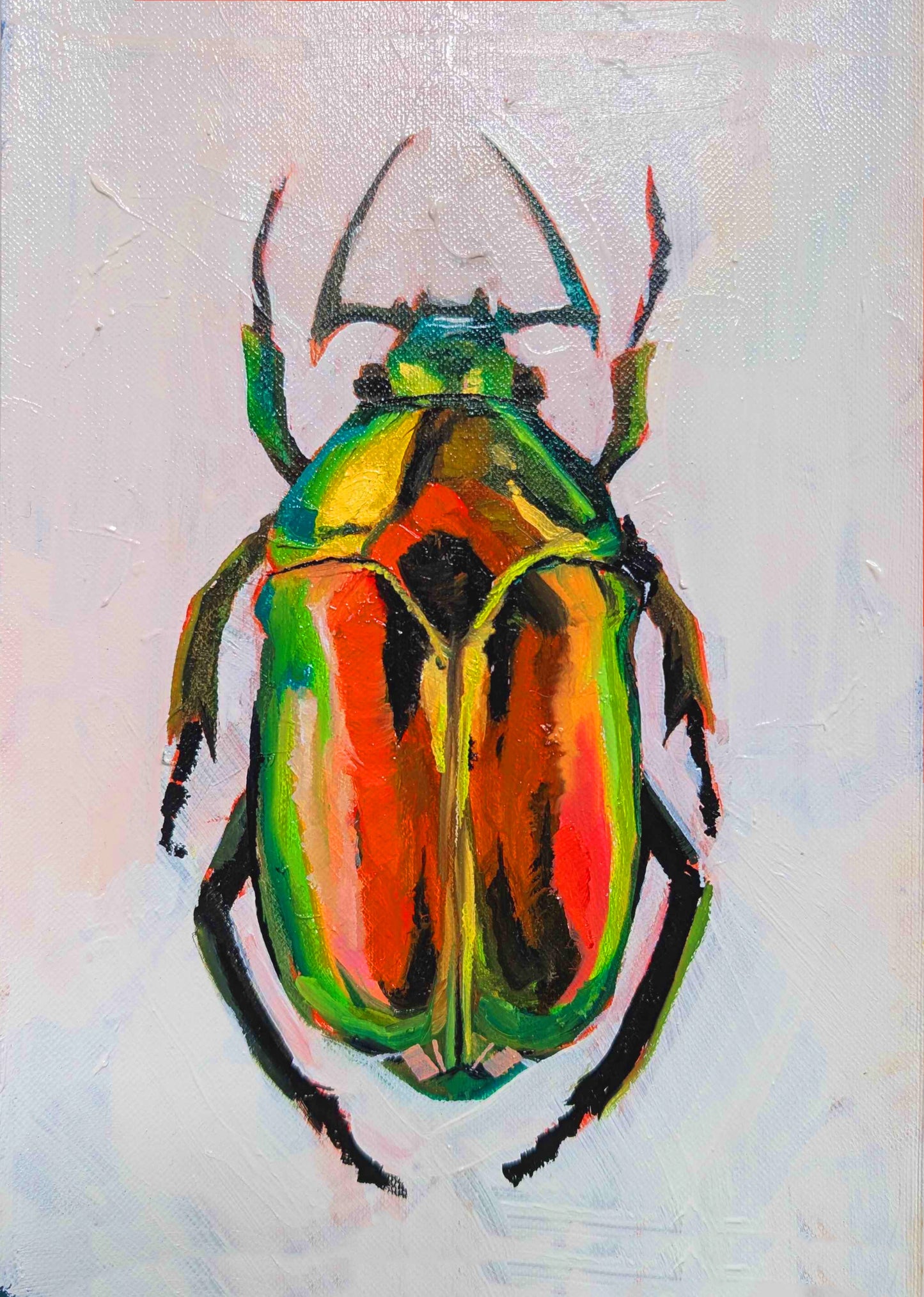 Christmas Beetle
