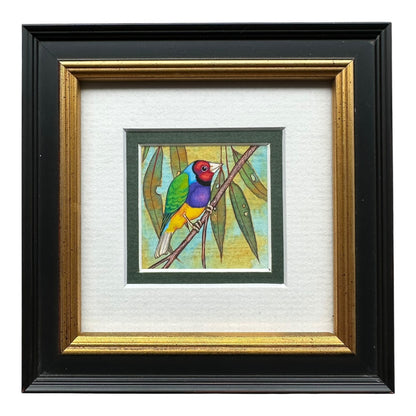 Gouldian Finch - Winter 2025