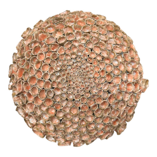 Seed Pod Hanging #2