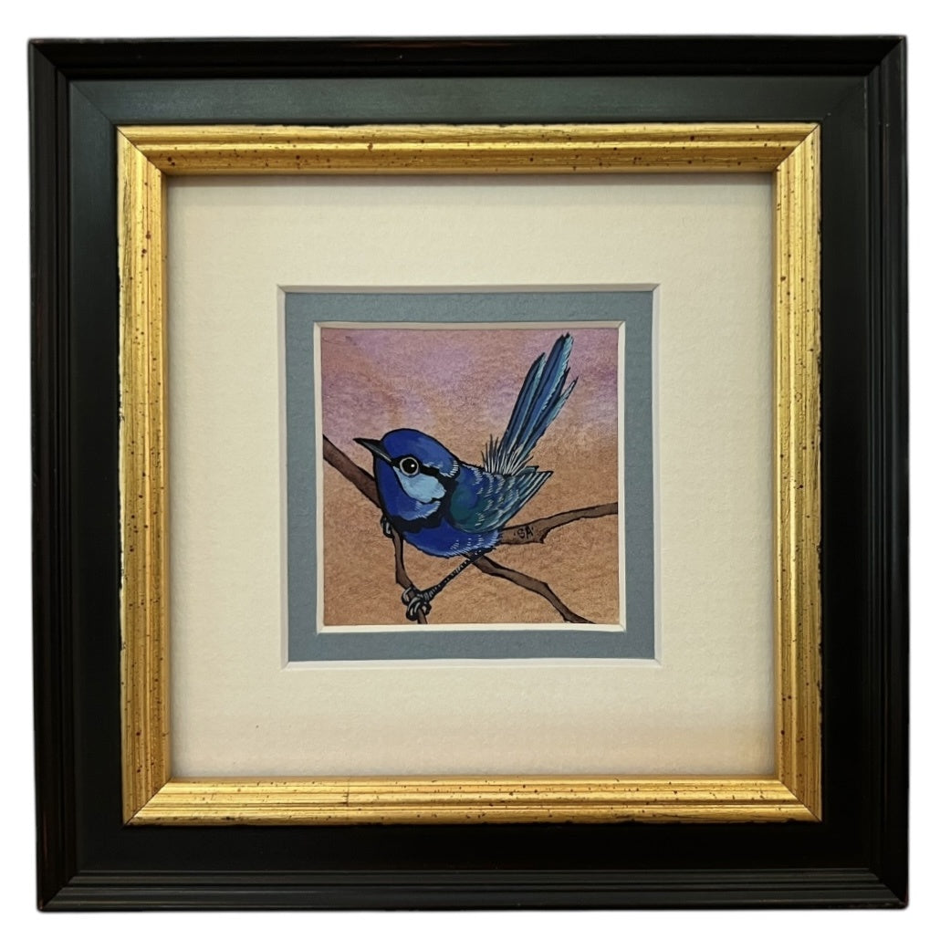 Splendid Fairy Wren - Summer Single