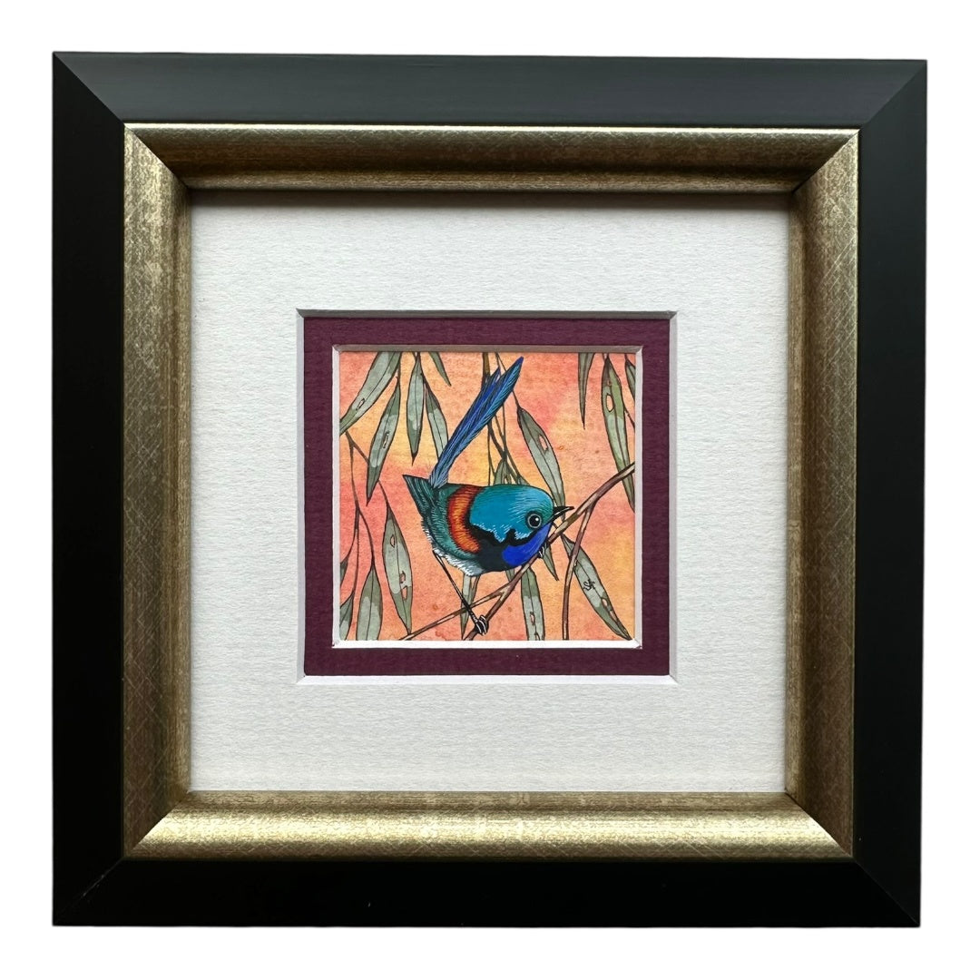 Variegated Fairy Wren - Winter 2025