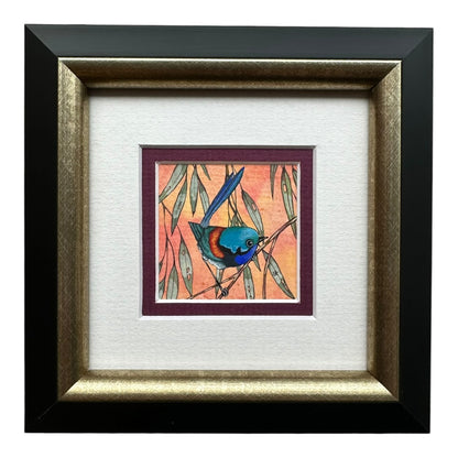 Variegated Fairy Wren - Winter 2025
