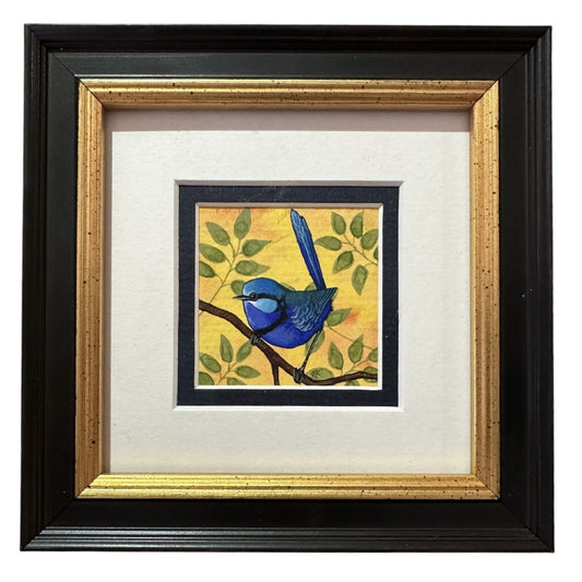 Splendid Fairy Wren F