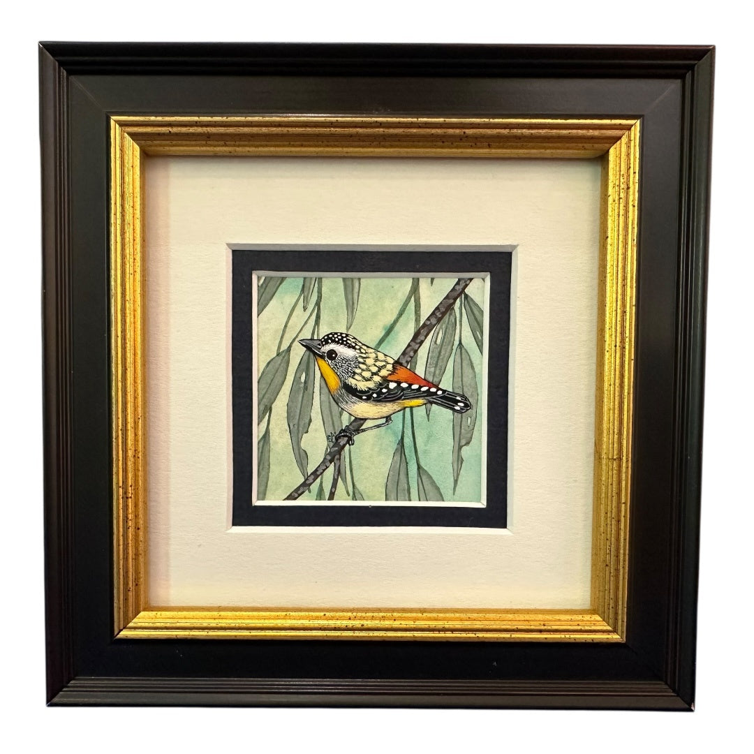 Spotted Pardalote  - Autumn 2025