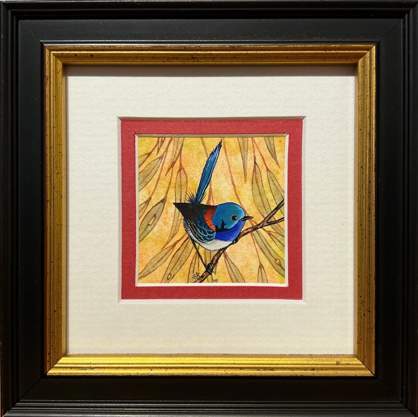 Variegated Fairy Wren, Deep Red