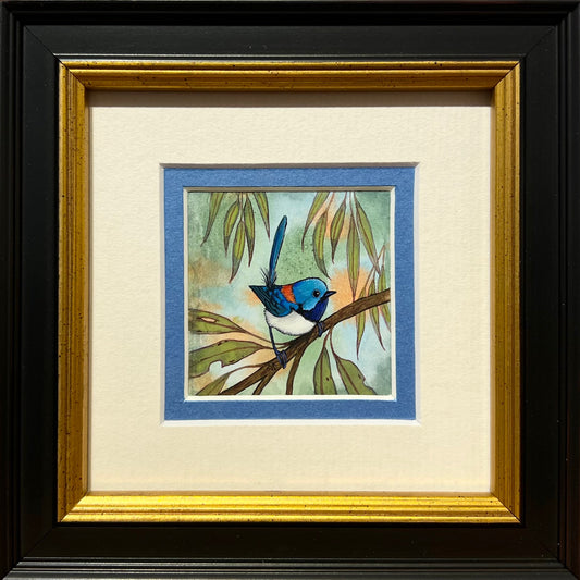 Variegated Fairy Wren, Cobalt Blue