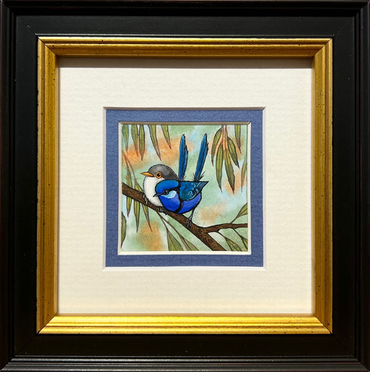 Two Splendid Fairy Wrens, Cobalt Blue
