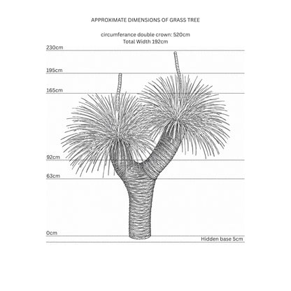 Grass Tree XIX