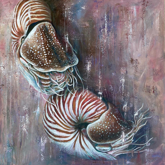 Chambered Nautilus