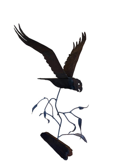 Cockatoo on the Move Over Eucalyptus