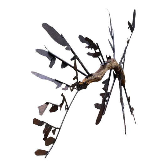 Leafy Sea Dragon