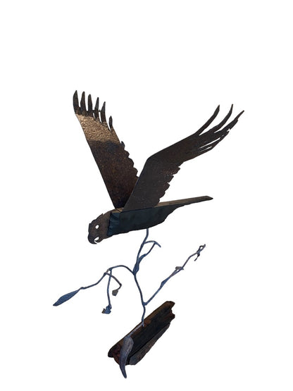 Cockatoo on the Move Over Eucalyptus