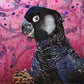 Black Cockatoo 3/100